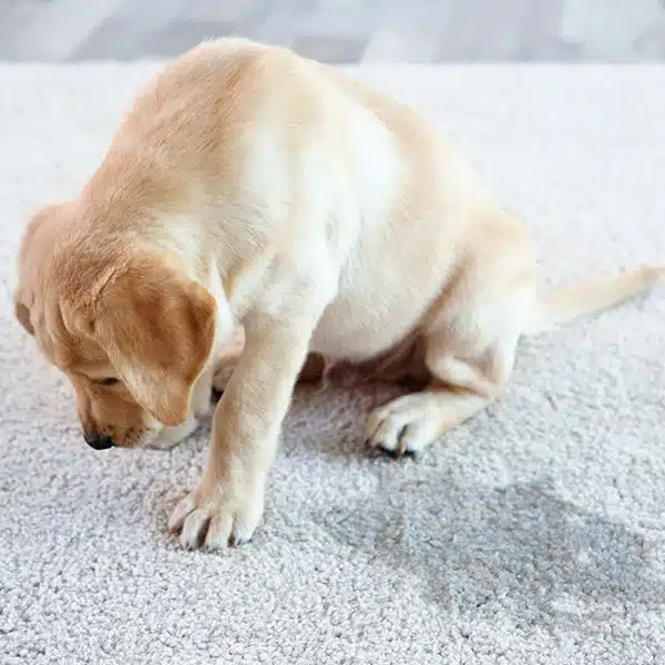 Pet Odor and Stains in Miamisburg